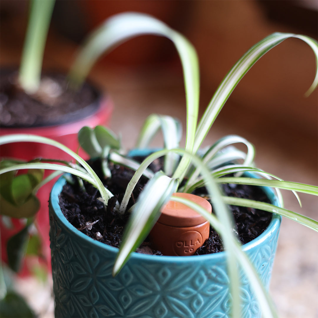 Olla Watering Spikes