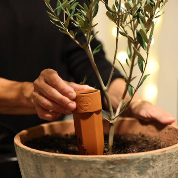 pot plant watering spikes Olla Watering Spikes – The Olla Company