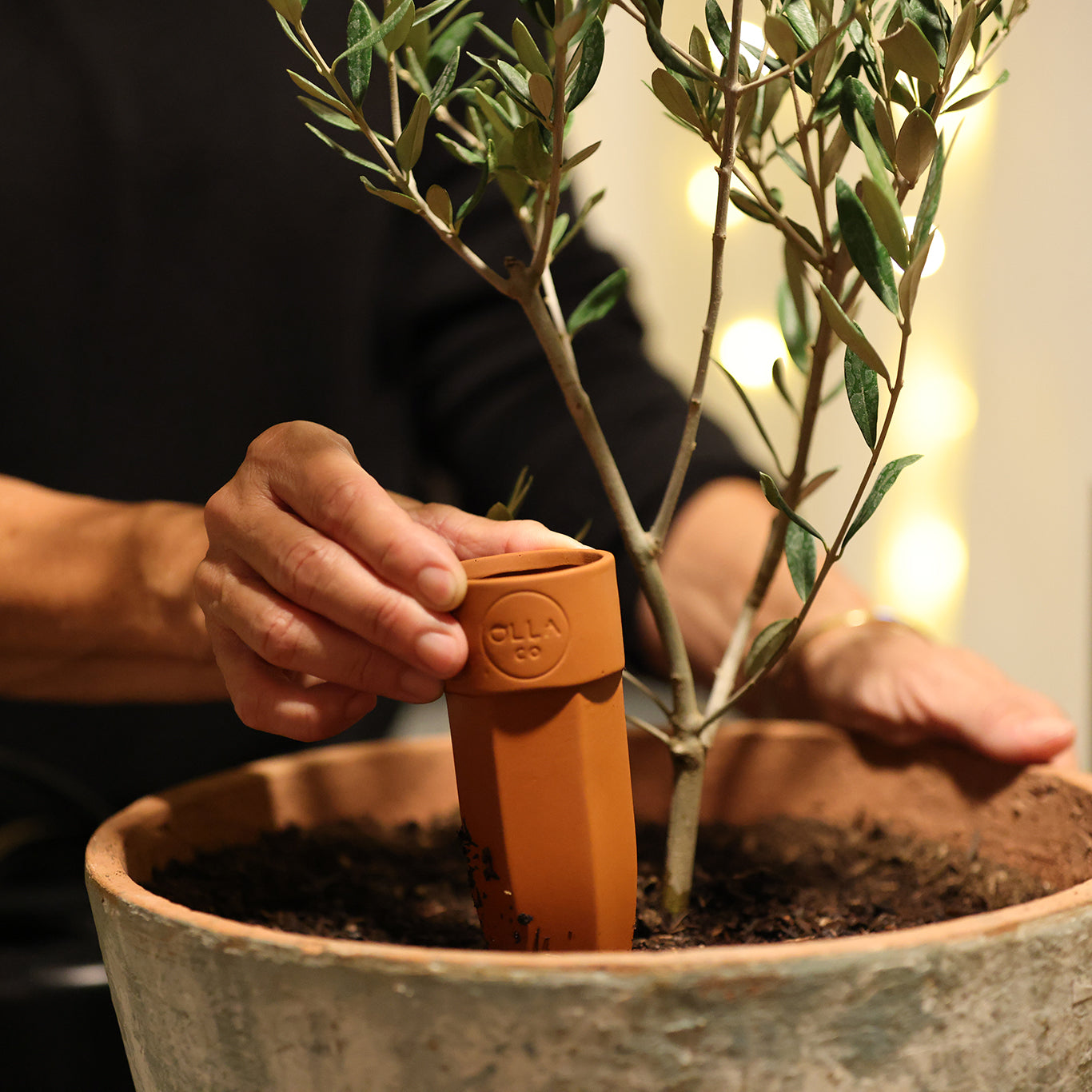 Olla Watering Spikes