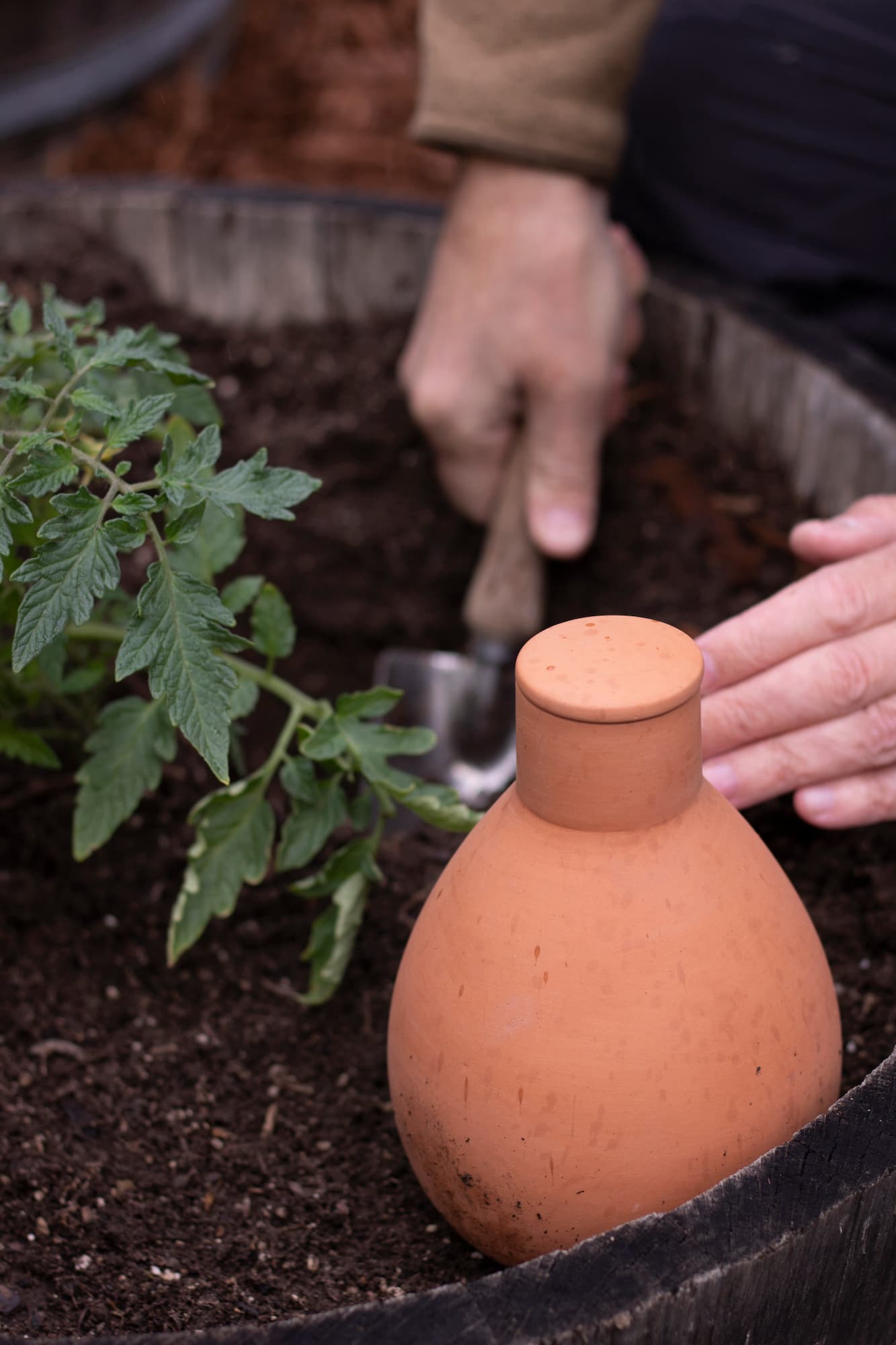 The Olla Company | Olla Classic Large – Clay Watering Pot with lid | Terra  Cotta Clay Irrigation Pots| Self Watering Ollas While on Vacation