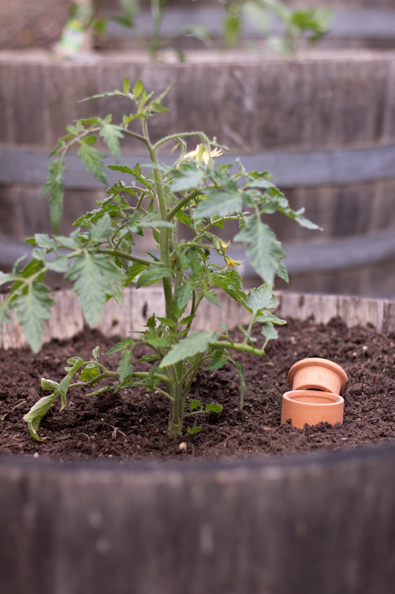Ollas: Irrigate Your Garden With Ancient Tech - Epic Gardening