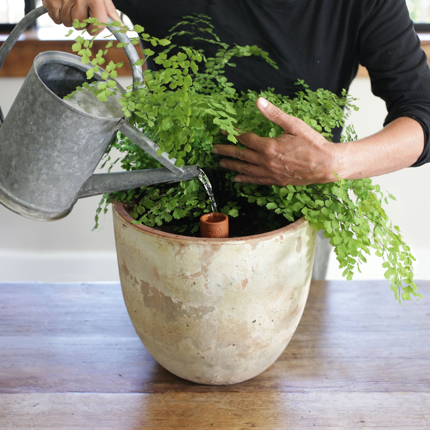 Olla Watering Spikes