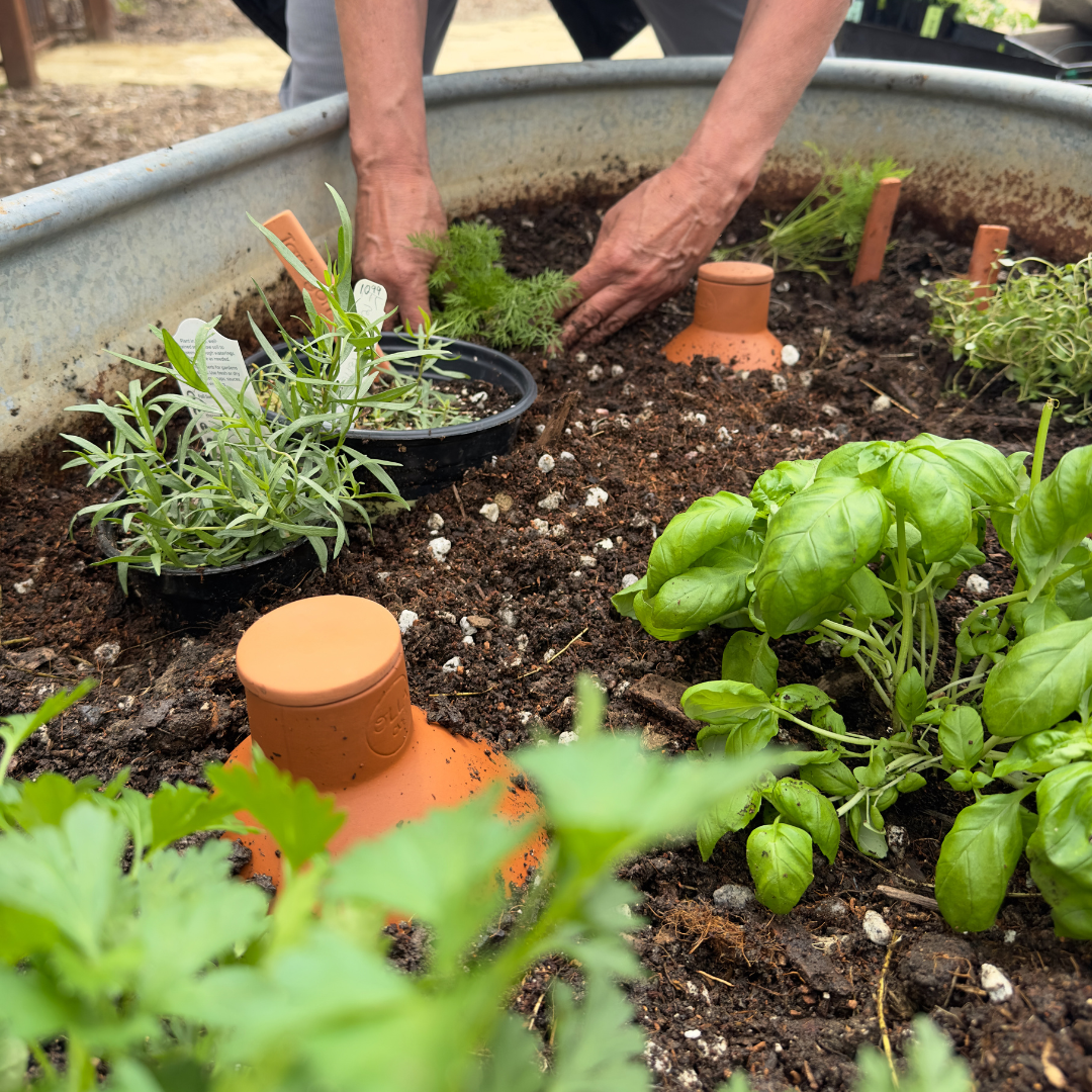 hands in watering trough with two ollas buried next to plants